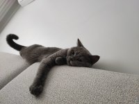 2,5 Yaşında British Shorthair Kedimize Yuva Arıyoruz