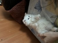 Dünya güzeli british longhair prenses