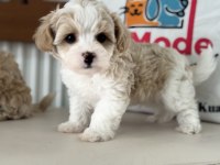Petmode köpek çiftliğinden tea cup kore maltipoo