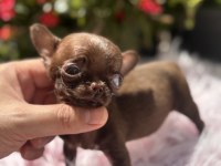 Teacup dişi elma kafa chihuahua