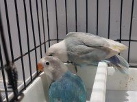 Renk renk üst vasıf kaliteli cennet papağanı yavrular