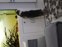 Şecereli main coon çifti