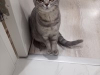 Tertemiz ev kedisi