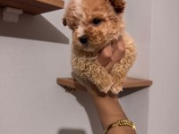 Maltipoo yavrularımız