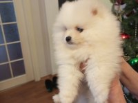 Pomeranian Boo