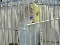 YAVRU ELE ALIŞLIN ŞHOW JUMBO ERKEK MUHABBET KUŞU