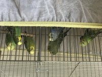 Yavru muhabbet kuşu sahiplendirme