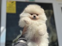Show kalite teddy bear face pomeranian yavrular