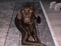 ücretsiz sahiplendirme labrador