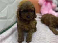 Erkek dişi üst kalite maltipoo köpekler