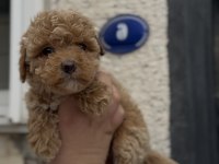 KIVIRCIK KIVIRCIK MALTİPOO BEBEKLER