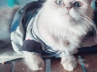 British Longhair dişi