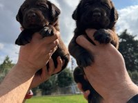 Labrador yavrularımız