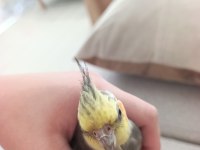 3,4 aylık bebek sultan papağanı