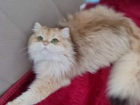 BLh Ny12 Golden full şecereli british longhair