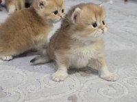 British shorthair golden yavrular
