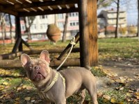 NEW SHADE IZABELLA TAN FRENCH BULLDOG