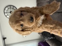 Toy poodle erkek yavrumuz