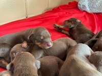 KİNG DOBERMAN YAVRULARI
