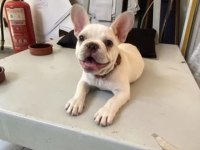 3 AYLIK FRENCH BULLDOG KÖPEĞİMİZ