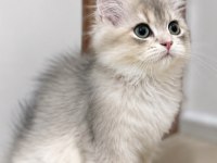 Golden British Longhair Erkek
