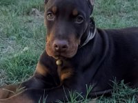 Üst kalite europa dobermanlar estetikli ve estetiksiz