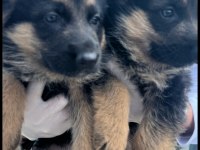 Safkan a kalite alman çoban köpeği yavrusu