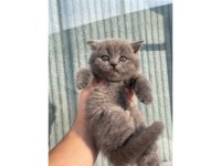 SAFKAN Anne Babadan SON Kalan SAFKAN Yavru British Shorthair