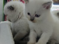 British ve Scottish shorthair Blue point yavrular