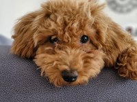 Maltipoo Ve Toy Poodle