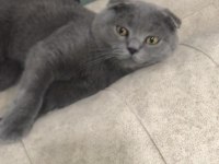 Sahiplendirme ilanı değildir scottish fold