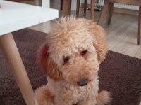 Sahibinden 7 aylık erkek toy poodle