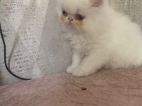 Safkan Pamuk gibi İran kedisi