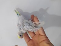 RAİNBOW MUHABBET KUŞU BEBEKLER