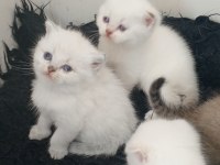 Safkan ırk garantili british longhair yavrular