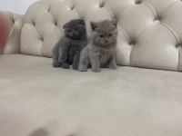 british shorthair minnoşlar yavru kediler 55 günlük