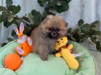 Pomeranian boo yavrularımız