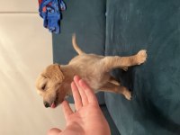 8 haftalık yavru karemel golden retriever