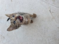 Tamamen ücretsiz acil sahiplendirme