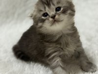 Rezerveye açık scottish fold