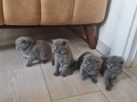 British ve scottish kedi