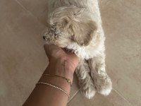 2 aylık Orjinal Maltipoo 0 Numara