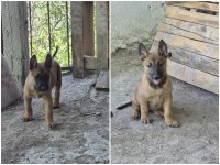 30 Günlük Irk Garantili Oyuncu Hırslı Malinois Yavrular