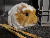 Safkan Coronet Yavru Ginepig