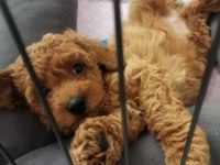 2 aylık dünyalar tatlısı toy poodle