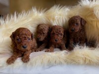 Toy Poodle Bebekleri