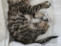 YENİ DOĞMUŞ SCOTTİSH KIRMA KEDİMİZ