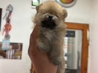 Pomeranian boo