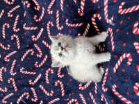 BLUEPOİNT DİŞİ YAVRU KEDİMİZ