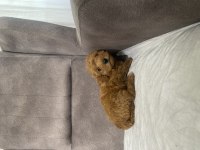 MINI BOY MALTİPOO OĞLUMUZ